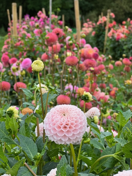 Dorset Dahlias